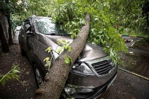 Услуги юриста при падении дерева на автомобиль в Москве  Город Москва