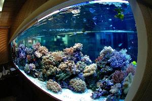 Компания "Подводный мир" - Город Москва морской аквариум 3500литров.jpg
