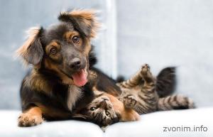 Ветеринарные услуги moskva-veterinarnaya_vyzyvnaya_sluzhba_dingo_3809.jpeg
